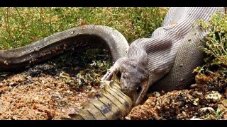 Biggest Snake of the World  Largest Snake  BIG python