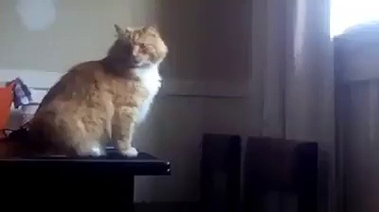 flying cat
