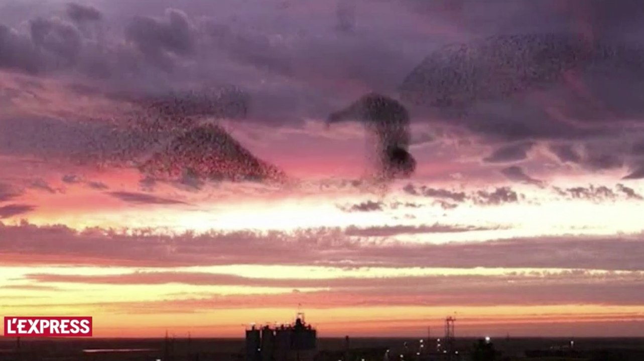 Un étonnant ballet d'étourneaux dans le ciel d'Israël
