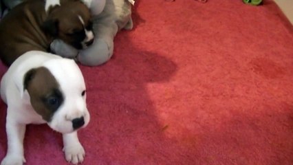 42ème vidéo Chiot mâle de la 23ème portée de STAFFORDLAND