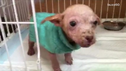 Puppy left in McDonald's dumpster feels supersized love for rescuers