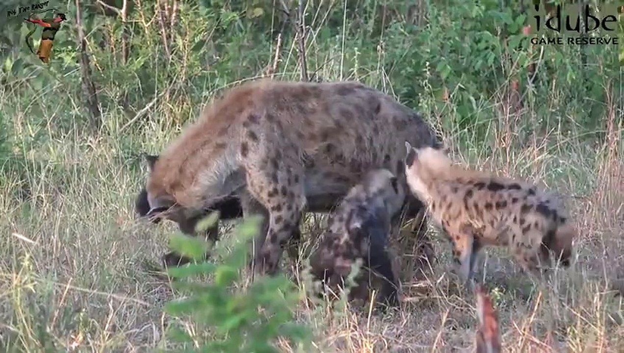 Interacting With Hyenas At The Den (4K Video)