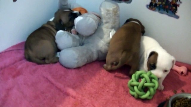 41ème vidéo La récréation avec les chiots staffies de STAFFORDLAND