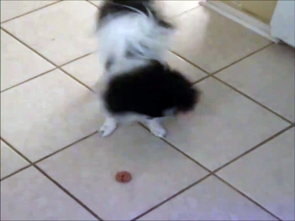 Un chien trop excité par sa friandise va se la faire piquer sous le nez