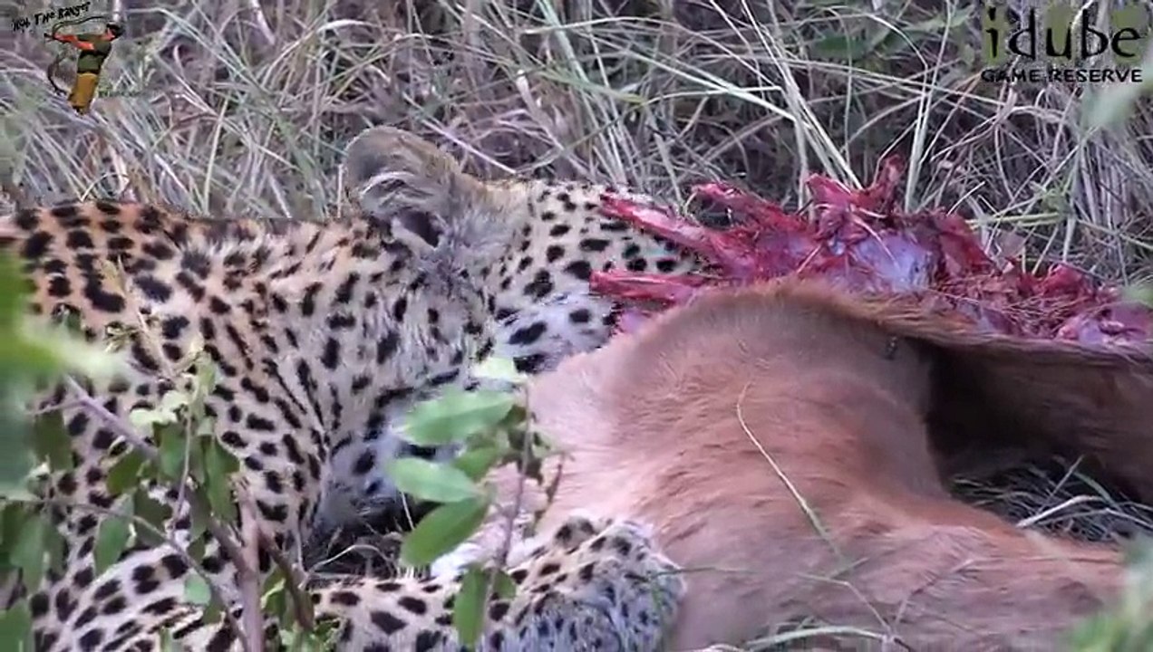Leap Of Leopards - Mother And Cubs (27)  Feeding On An Impala Kill