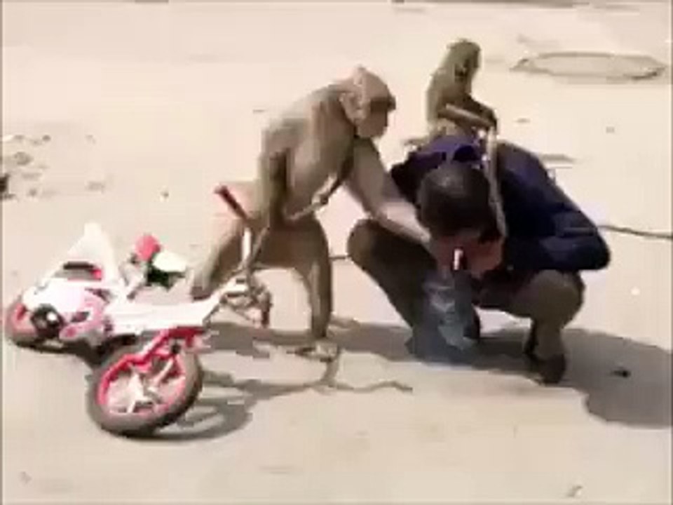 monkey vs man very funny hahaha