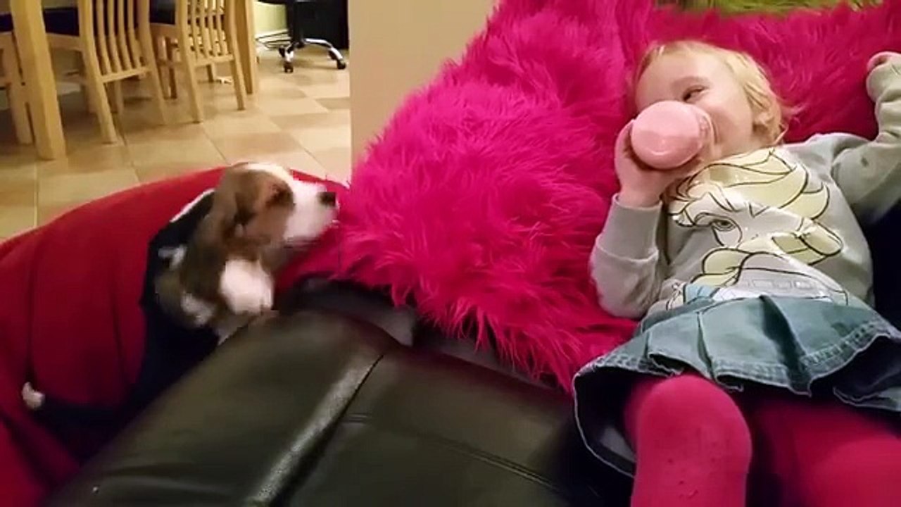 Ce petit chien avait raison de vouloir coûte que coûte rejoindre sa petite maitresse sur le canapé