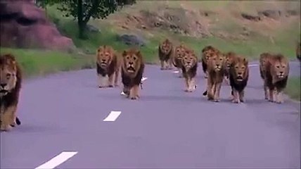 lions walk on road very beautiful video