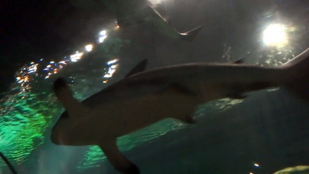 Aquario dos Tubarões -Shark - em Miami - Orlando -USa