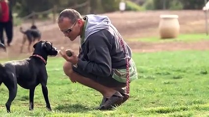 Conoce de que trata la consola CleverPet diseñada para perros