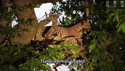 Idube Safari Highlights #376  31 October - 03 November 2015 (Latest Sightings) (4K Video)
