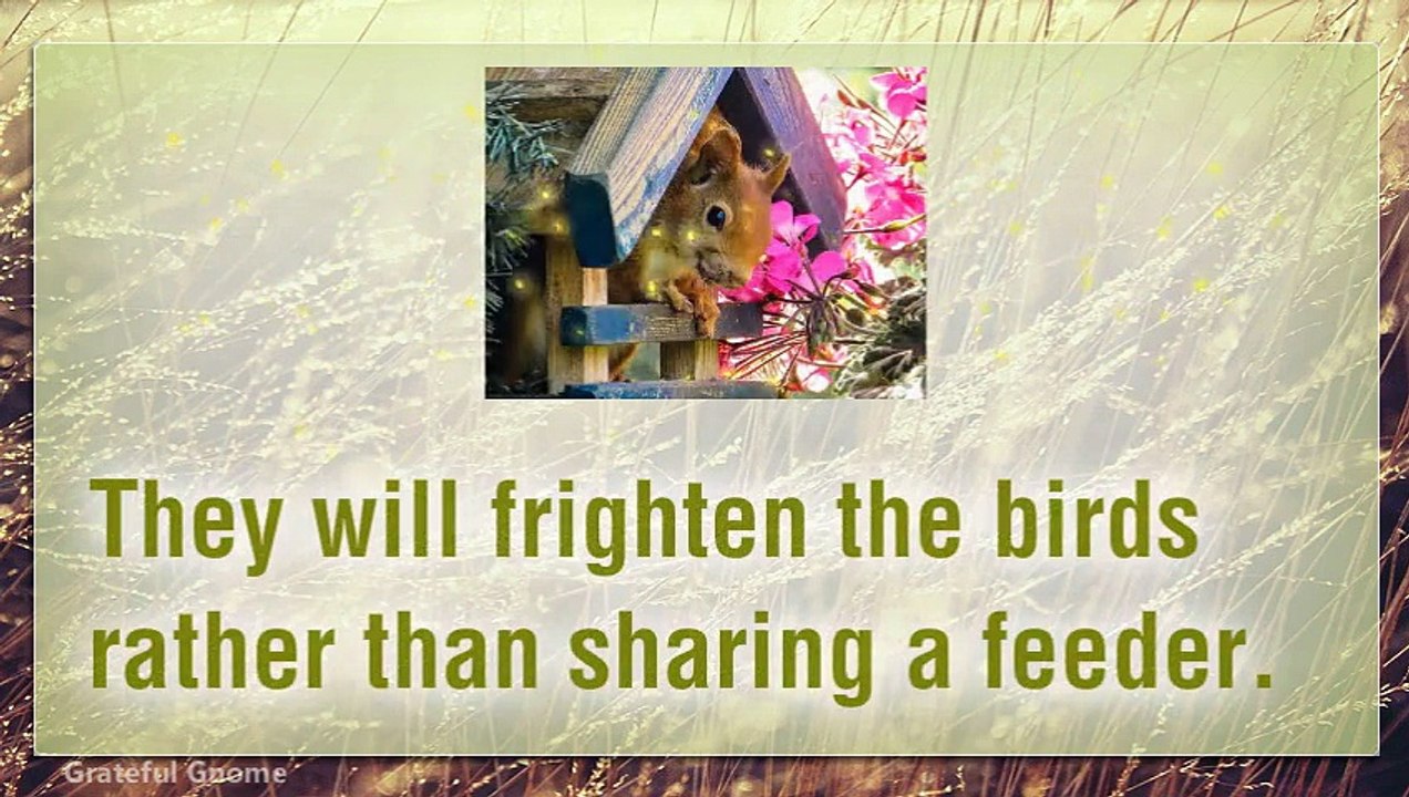 Different Ways To Squirrel Proof Bird Feeders