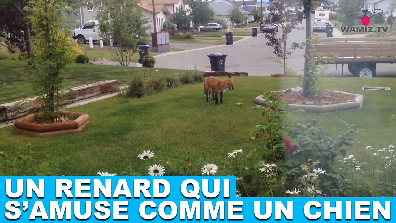 Un renard qui s'amuse comme un chien ! Découvrez-le dans la minute chien #97