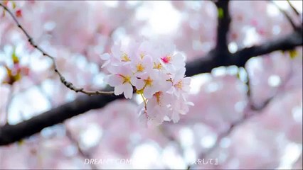 Artist - DREAMS COME TRUE ドリカム