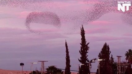 This "Murmuration" Is Pretty Mesmerizing
