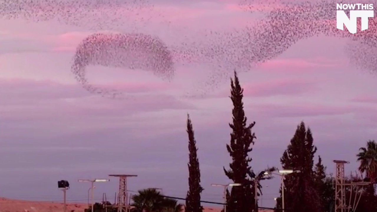 This "Murmuration" Is Pretty Mesmerizing