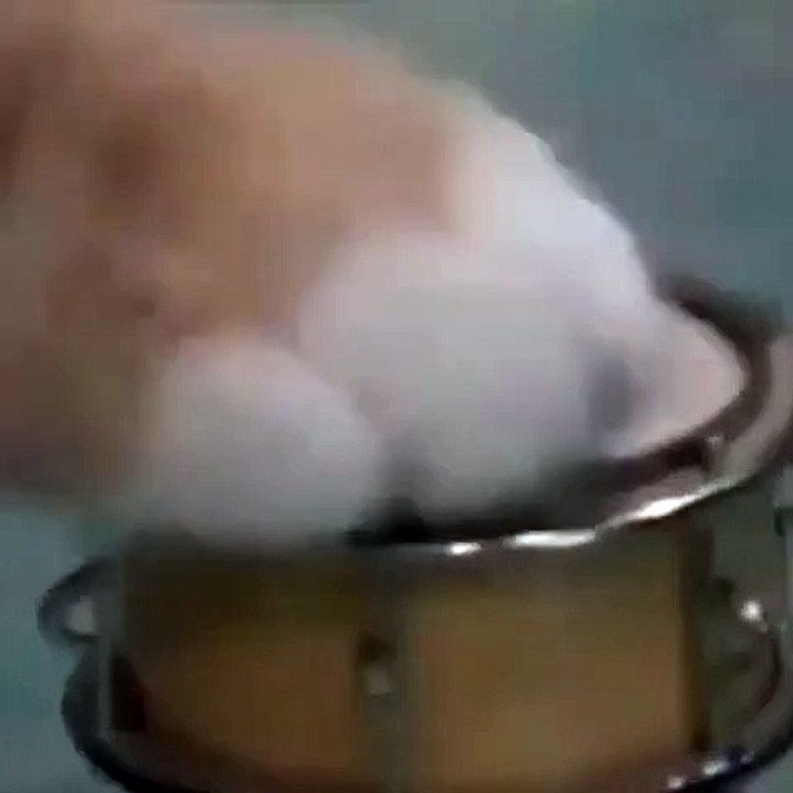 Kucing Lagi Nyanyi ma Teman2nya