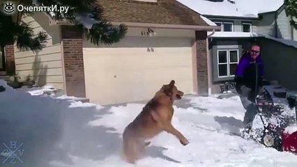 Как псинки любят зиму