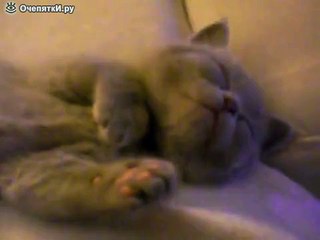 Смешной спящий котёнок
