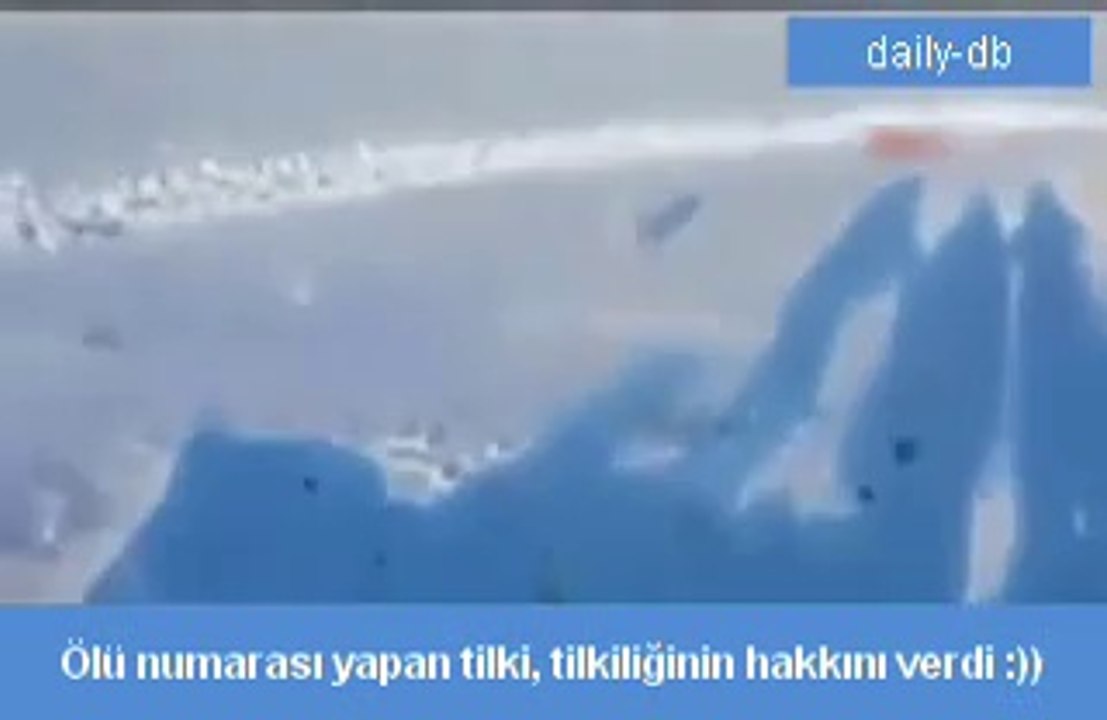 Kapanda ölü Numarası Yapan kurnaz tilki  avcıların elinden böyle kurtuldu :)))