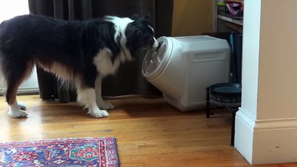 Supostamente este depósito de ração era à prova de cães