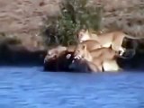 Wild animal hunting in africa the most wild animals attack