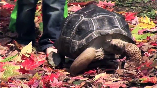Мультики для самых маленьких: Что это, Мойа? Развивающий мультик для малышей, 7 серия. Чер
