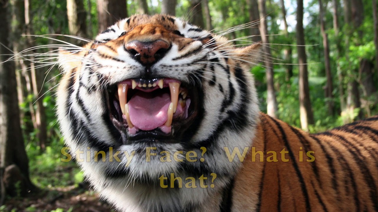 Big Cats And "Stinky Face" video Dailymotion