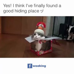 "..The Most Amazing.." - Adnan Ali Abbas