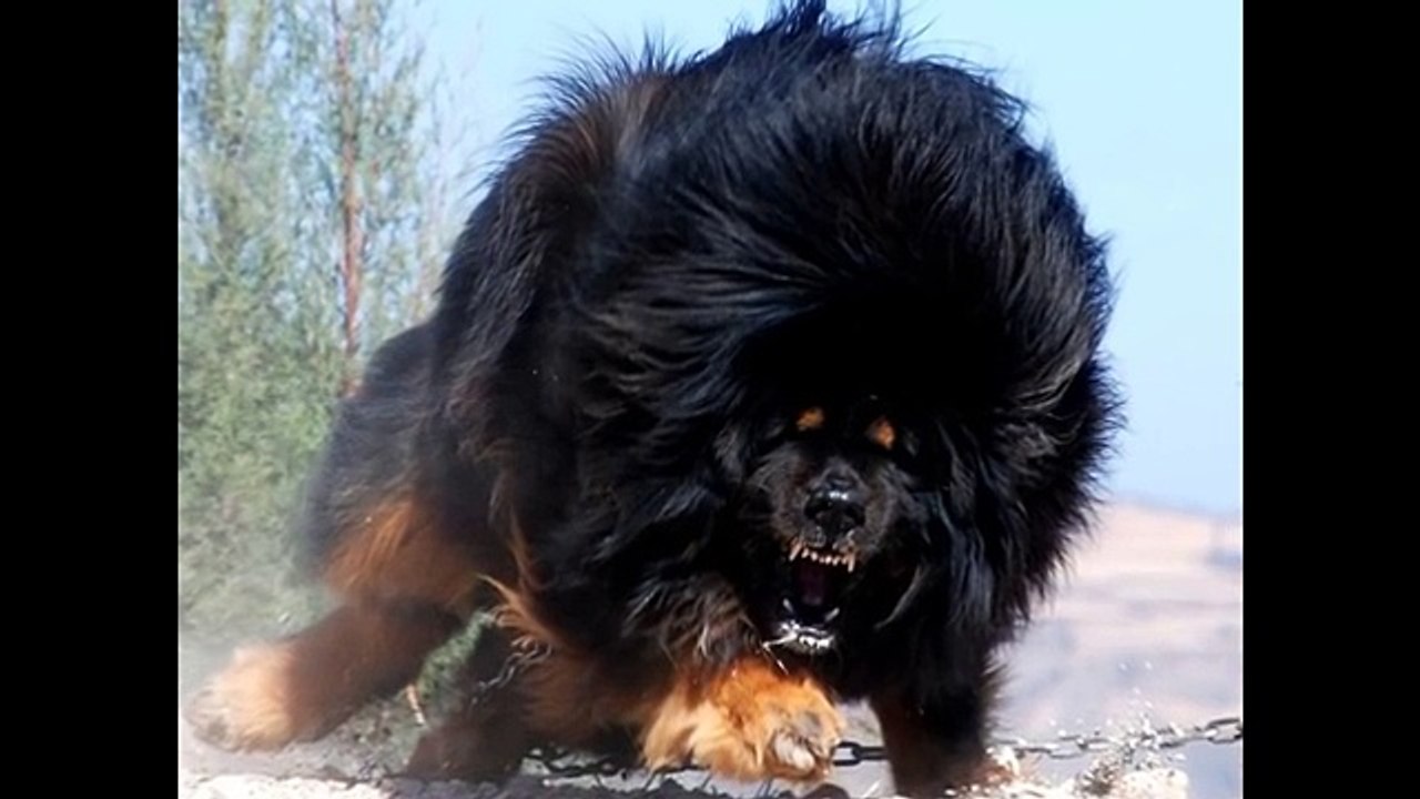 TOP 10 STRONGEST DOG  Biggest Guard Dogs In The World