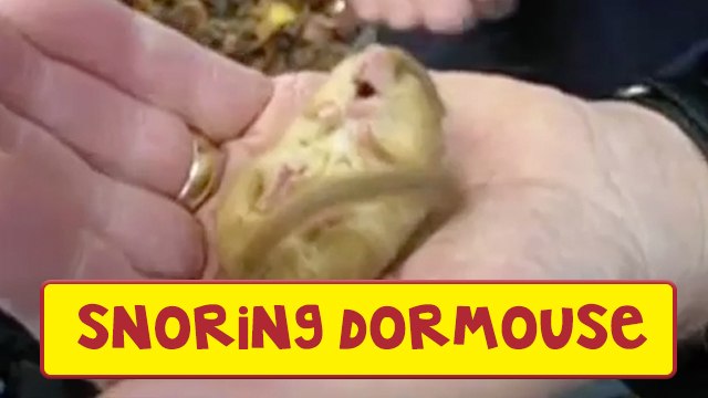 Adorable Snoring Dormouse