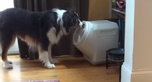 Un chien ouvre un réservoir à croquettes