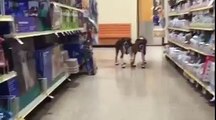 Dogs Awkwardly Walk in Supermarket