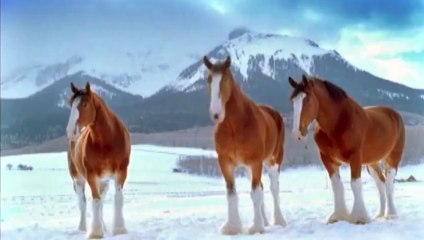 Il lance des boules de neige sur ces chevaux, mais il va vite le regretter