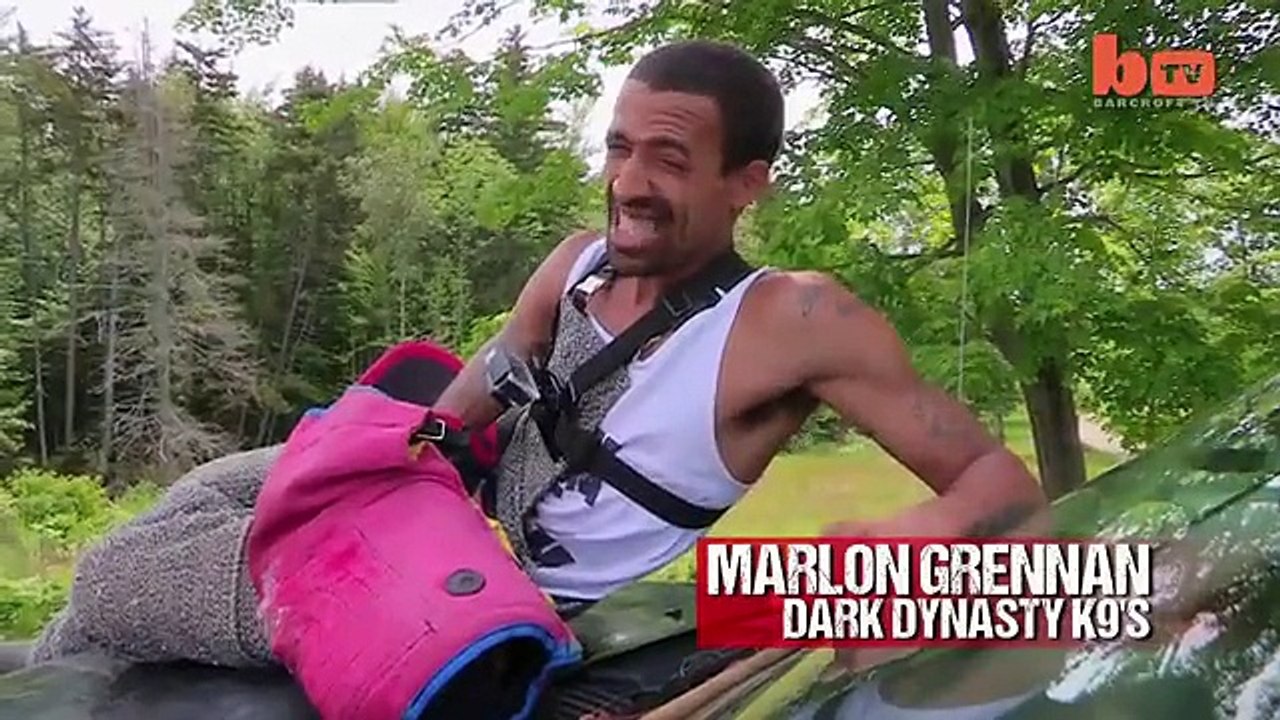 Giant Pit Bull Hulk'sPuppy Litter
