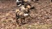 Cute Wild Dog Puppies Outside at Brookfield Zoo