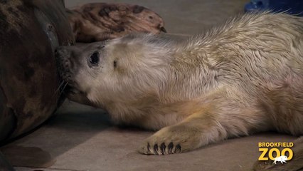 Grey Seal Pup Born at Brookfield Zoo