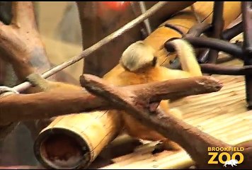 Thani and Cuong White-Cheeked GIbbons