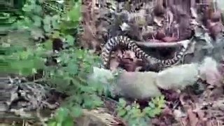 Snake vs Mongoose _ Snake vs Mongoose Real Fight HD!!!!!