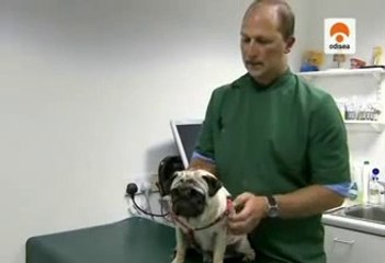 Documental Los perros de pedigree
