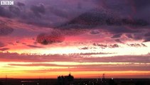 Starlings form spectacular 'dancing clouds' over Israel.