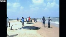 Stranded whales die on the shore at Tuticorin, Tamil Nadu