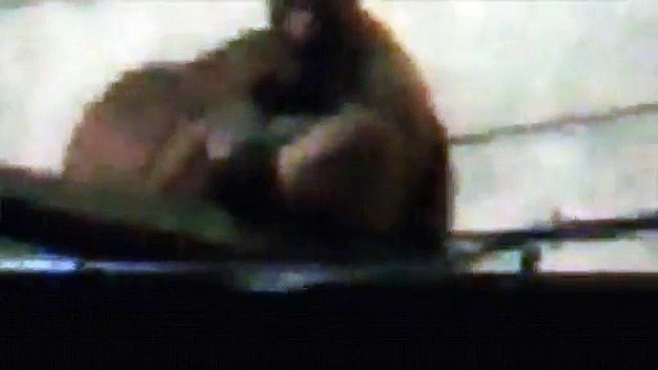 Monkeys also do foreplay, sucking