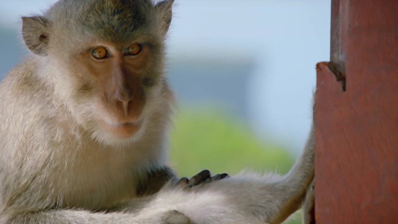 Monkeys Steal Stuff From Tourists on World's Sneakiest Animals | What's Trending Now