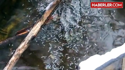 Çatak'ta Alabalık Tesisi Çığ Altında Kaldı