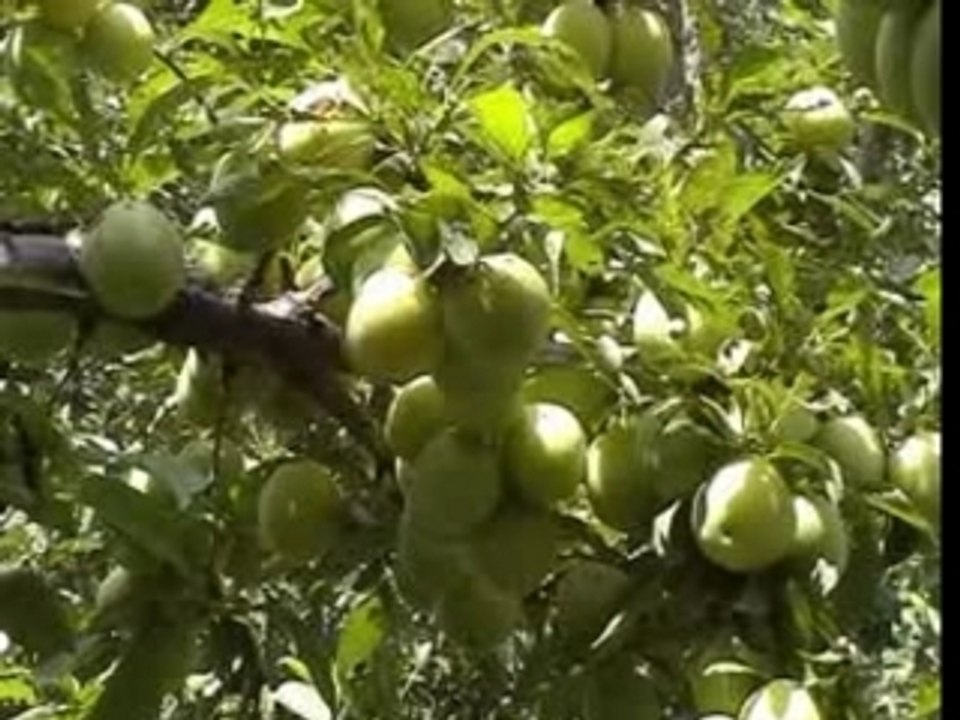 bent oudaden ( naima )