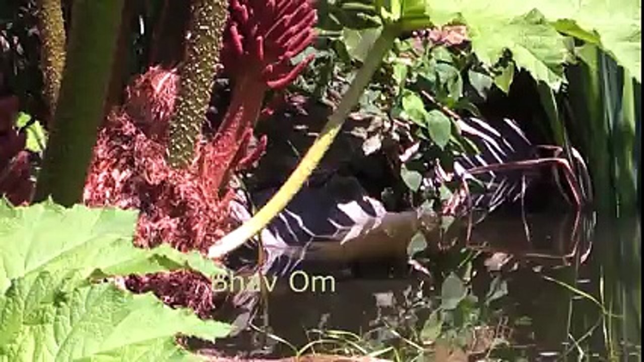 Largest snake anaconda kill. Leopard vs Giant python. Real fight. Anaconda attack human