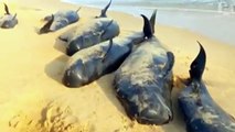 More than 80 whales beached on India's southern coast