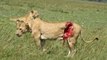 Lion Attack Lions vs Giraffe Fight to the Death Wildlife Animals Lions Documentary