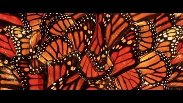 πεταλούδα μονάρχης,41η επέτειος από την ανακάλυψη του βουνού των πεταλούδων